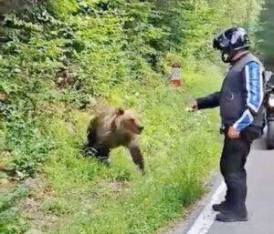 Motocicliștii trag un semnal de alarmă: pericolele urșilor pe Transfăgărășan sunt în creștere