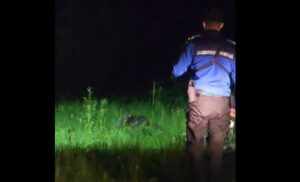 Capturarea unui pui de urs în Râșnov: ce s-a întâmplat cu cei doi