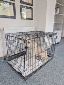 Campanie de sterilizare: 35 de animale au beneficiat de îngrijire în iunie