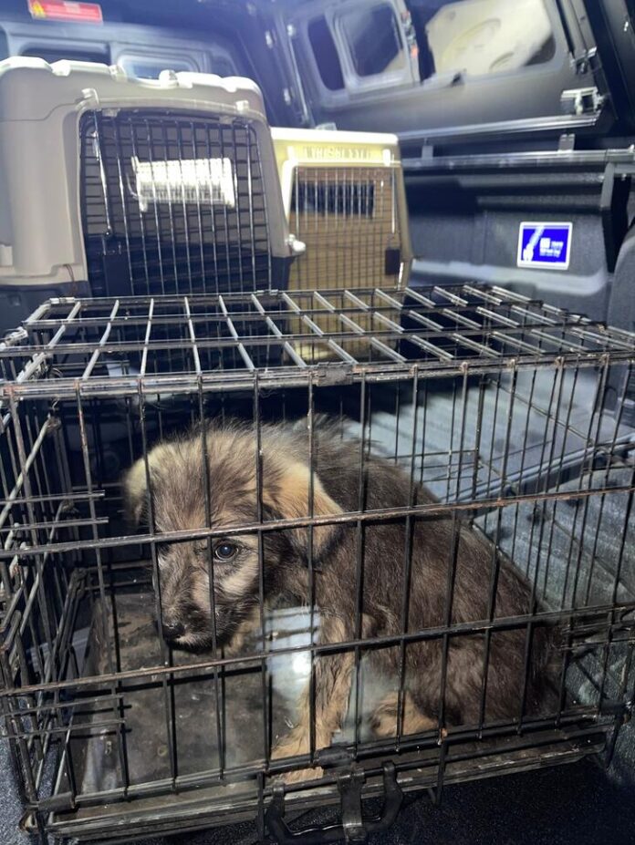 Un pui de câine abandonat, recuperat cu succes de Protecția Animalelor din Gorj