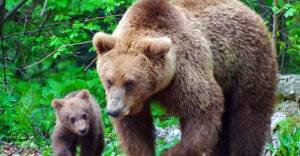 Atenție, locuitori ai comunei Lăpuș: ursoaică cu pui observată în zonă