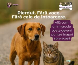 De ce microciparea animalelor de companie este esențială pentru siguranța lor