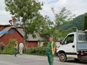 Moisei își îngrijesc arborii: lucrări de toaletare pe domeniul public