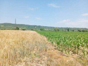 Seceta din Maramureș: efectele asupra agriculturii și pieței alimentare