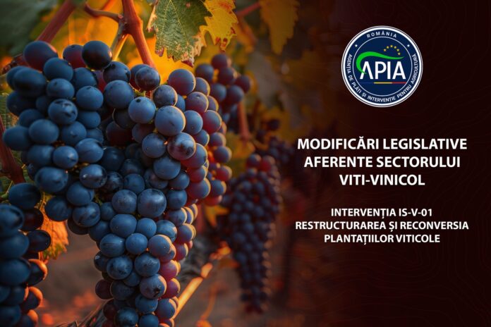 Schimbări esențiale în sectorul vitivinicol anunțate de APIA