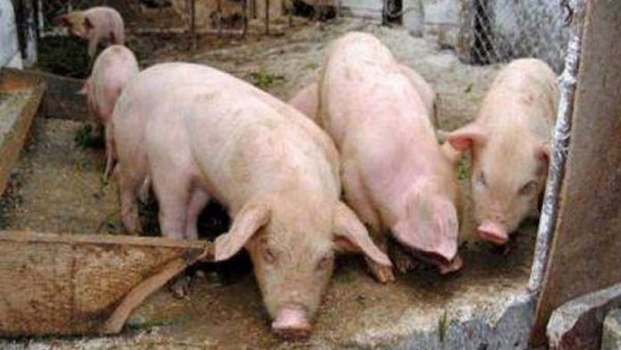 Pesta porcină africană revine în România: măsuri de urgență în județele afectate