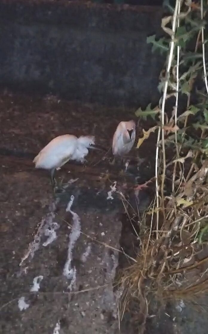 Doi pui de egretă salvați de pe malul râului Jiu
