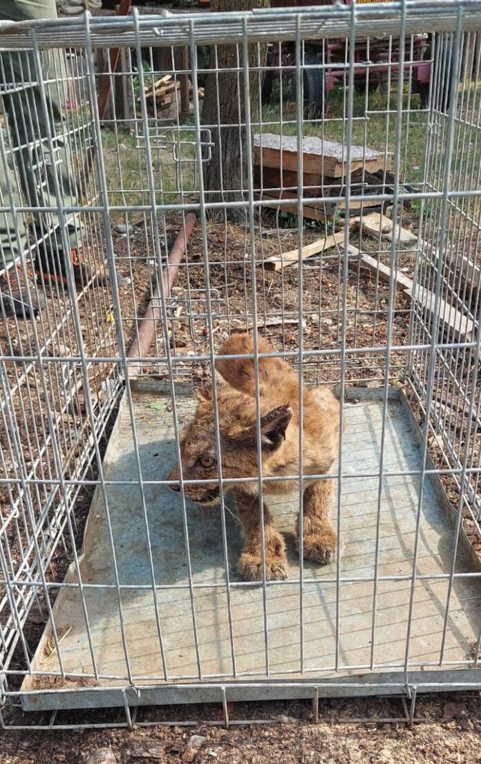 Capturarea unui râs în Runcu: o misiune inedită a jandarmilor montani