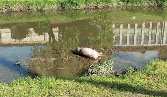 Caz alarmant pe Jiul: cadavre de porci provoacă panică în comunitate