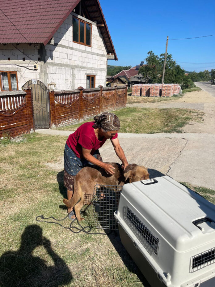 Sterilizări gratuite la Negomir: o inițiativă a Consiliului Județean Gorj