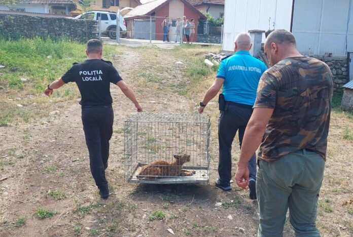 Pui de râs surprins în curtea unui localnic din Runcu