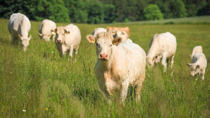 Măsuri esențiale pentru protecția animalelor în zilele de caniculă