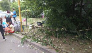 Brașov: amenzi pentru distrugerea arborilor de tei
