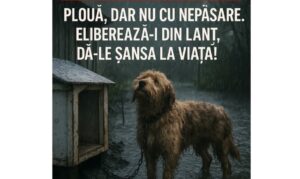 Apel urgent în fața pericolului iminent de inundații: „Eliberează-i din lanț, dă-le șansa la viață”