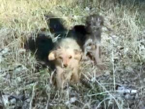 Câini abandonați așteaptă o șansă la o viață mai bună