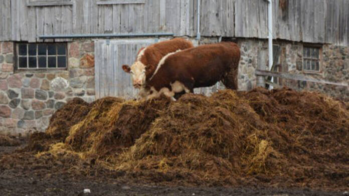 Gunoiul de grajd: secretul fertilizării eficiente în agricultură