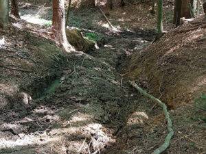 Drumuri forestiere: o privire asupra exploatării în vremuri de secetă