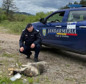 Motivul incredibil pentru care o femeie a târât un câine cu mașina