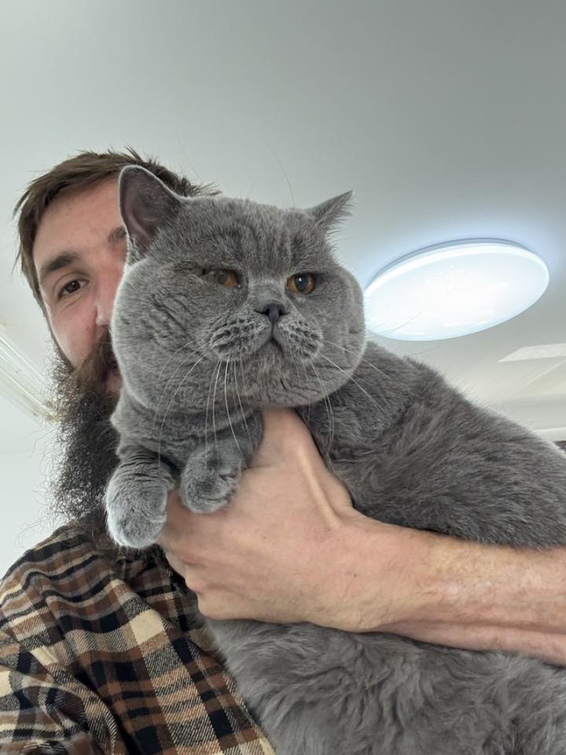 Pisicile din Botoșani pot fi tratate local: sfatul medicilor veterinari