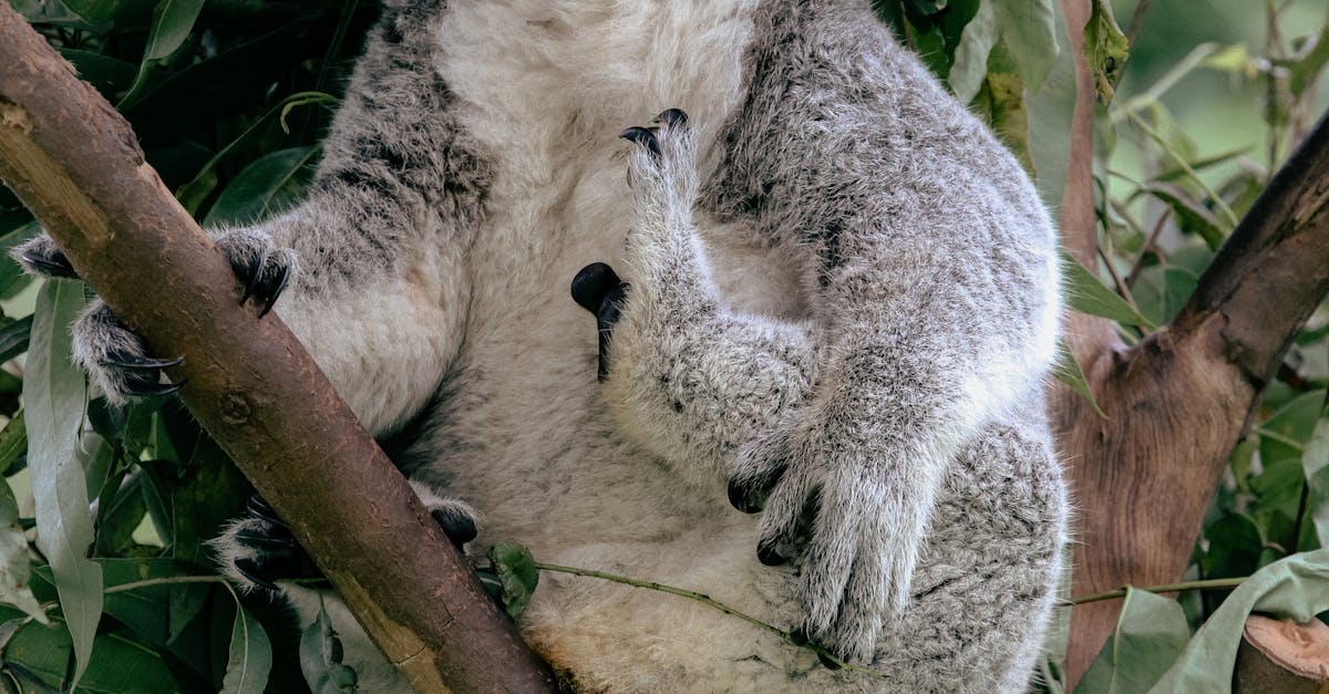 Metoda controversată prin care autoritățile australiene reduc populația de koala