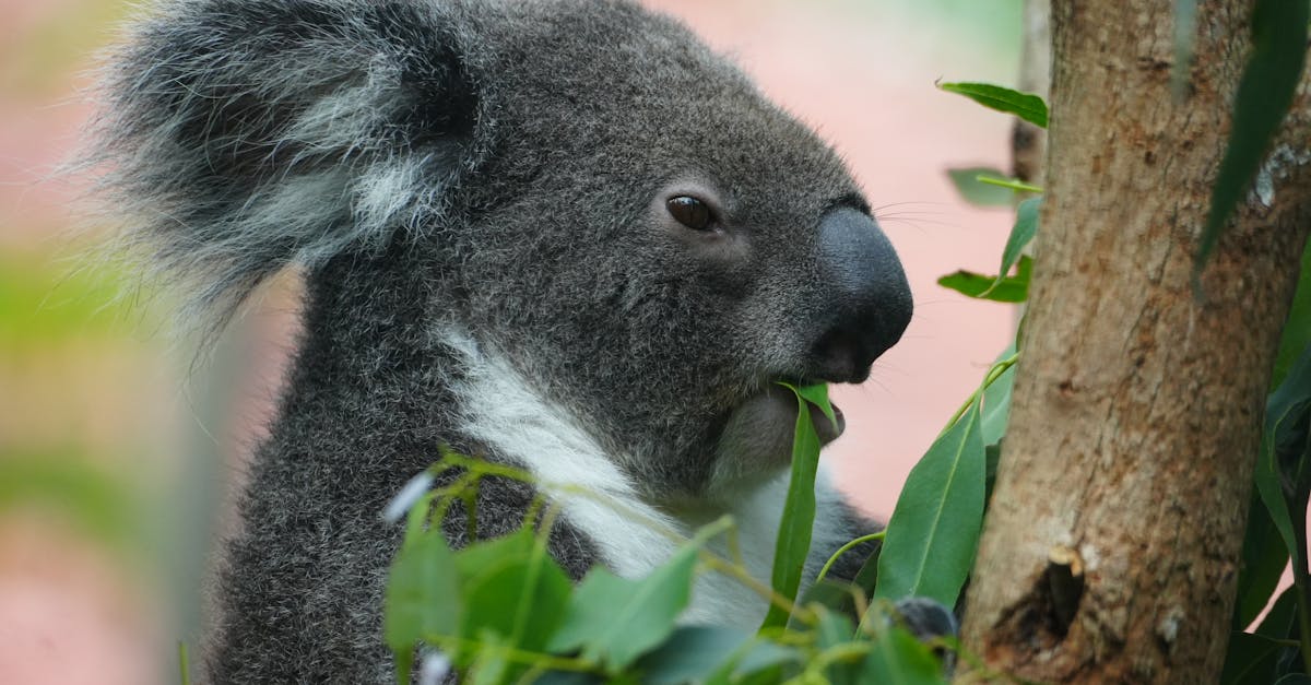 Metoda controversată prin care autoritățile australiene reduc populația de koala
