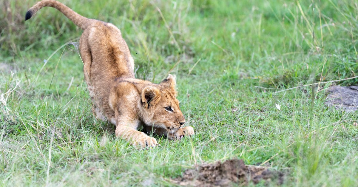 O adolescentă de 14 ani a fost ucisă de o leoaică în Kenya