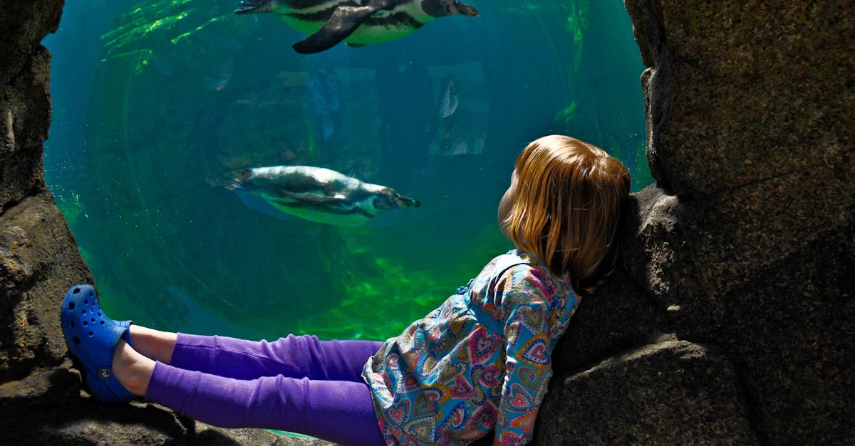 Eveniment special dedicat pinguinilor la Zoo Brașov