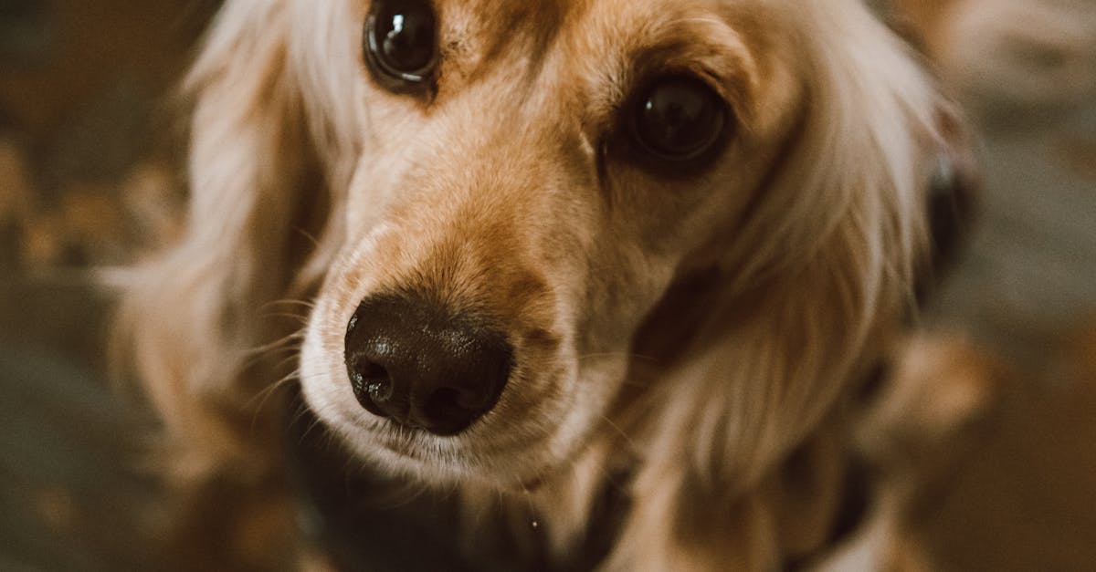Cocker Spaniel - informații esențiale despre această rasă prietenoasă și jucăușă