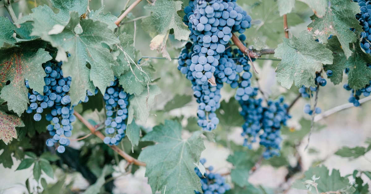 Producția de vin românesc scade cu 20%: provocări și oportunități pentru sector
