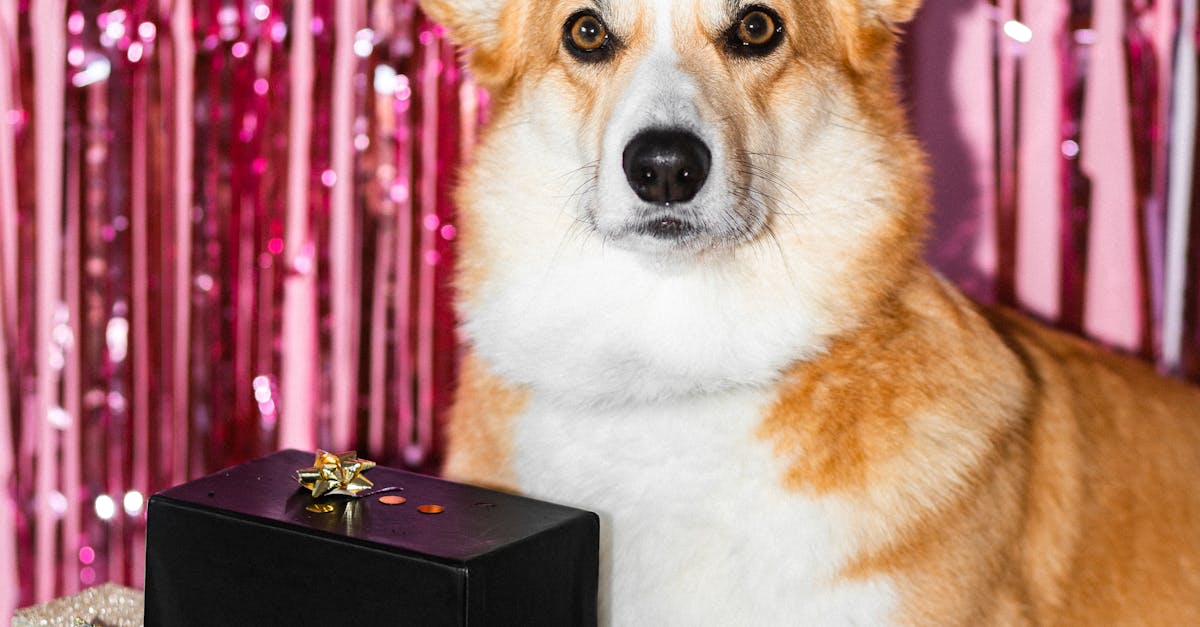 Competiție inedită cu corgi pentru o cauză nobilă