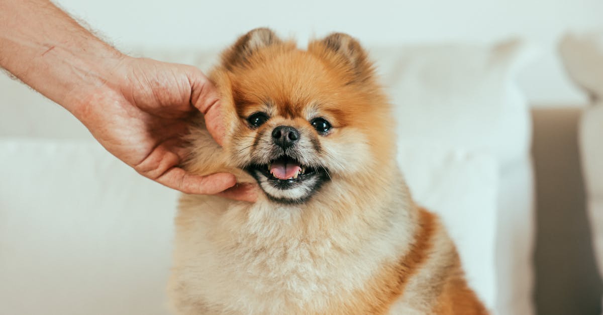 Pomeranian: informații esențiale despre această rasă de câini