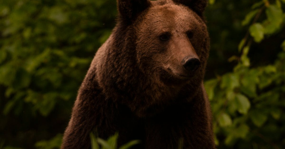 Un urs baloo fascinează în parcul natural din Hunedoara