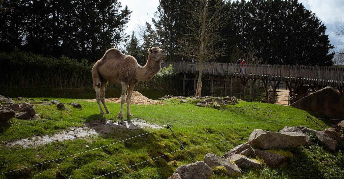 Grădină zoologică din Franța, lovită de fulger: 13 persoane rănite, inclusiv patru copii