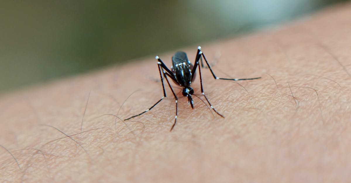 Bolile tropicale dengue și chikungunya ar putea deveni endemice în Europa