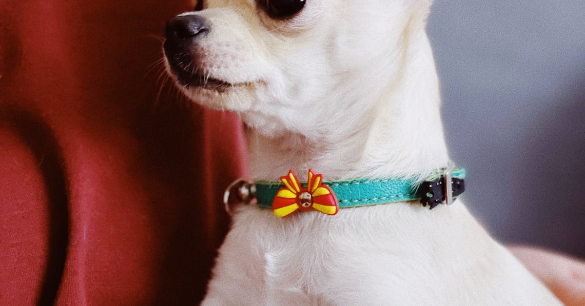 Chihuahua - ghid complet pentru cea mai mică și curajoasă rasă de câini