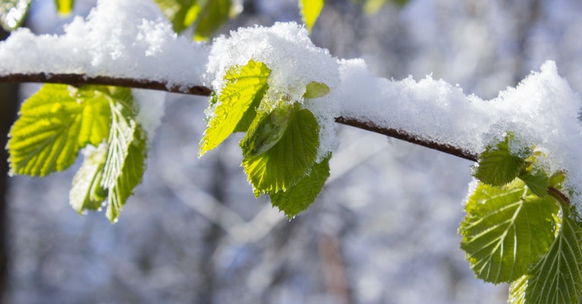 Iarnă în România la jumătatea lunii mai: anomalii climatice semnificative