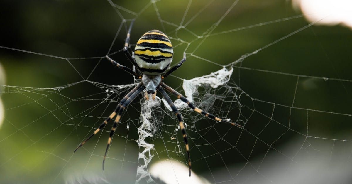 Piața neagră amenință femelele de sturion, punând în pericol echilibrul natural