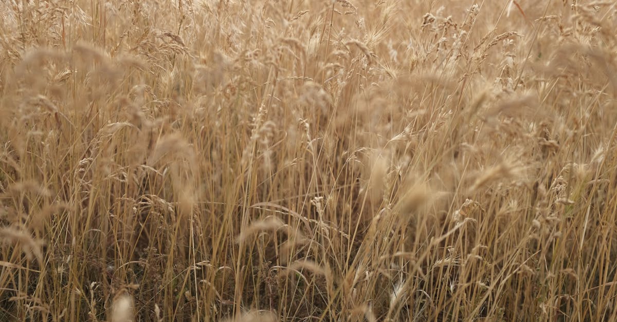 Rusia acuzată că atacă strategic agricultura ucraineană pentru a-și consolida poziția pe piața globală a cerealelor