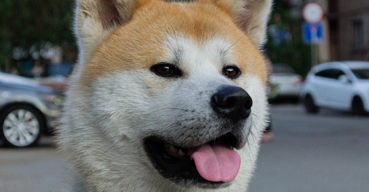 Akita Inu - informații esențiale despre această rasă de câini
