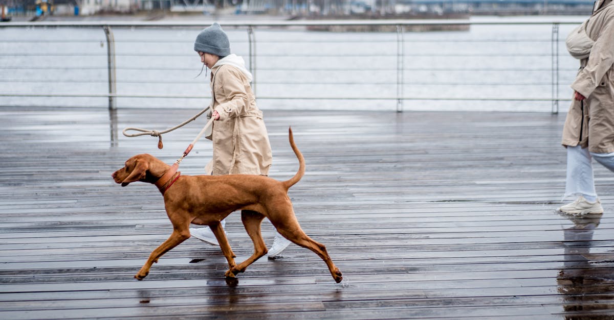 Vizsla: Ce trebuie să știi despre această rasă de câini, de la hrană la exerciții fizice și probleme de sănătate comune