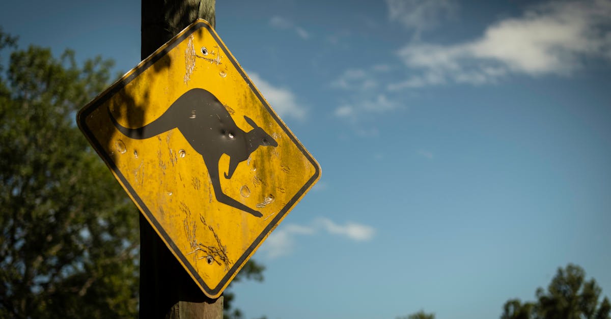 Șoferii primesc despăgubiri după accidente cu animale pe drumuri fără indicatoare