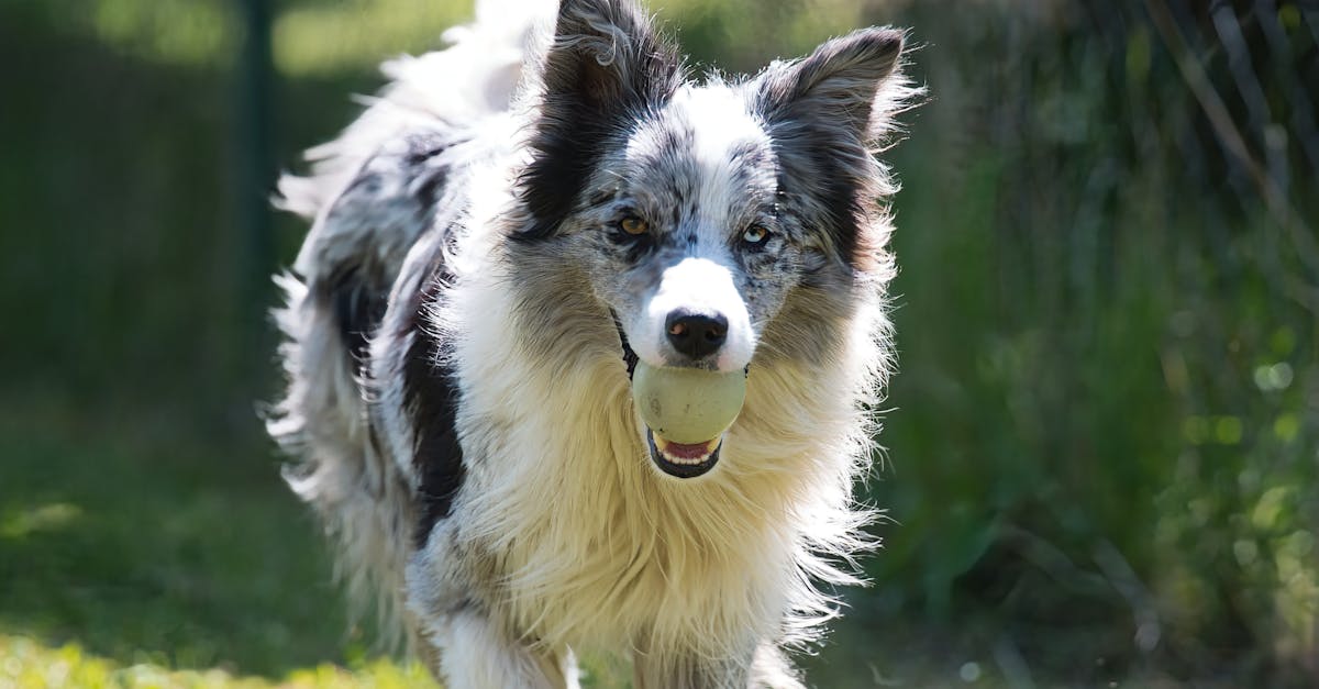 Border Collie - nevoile esențiale ale acestei rase de câini