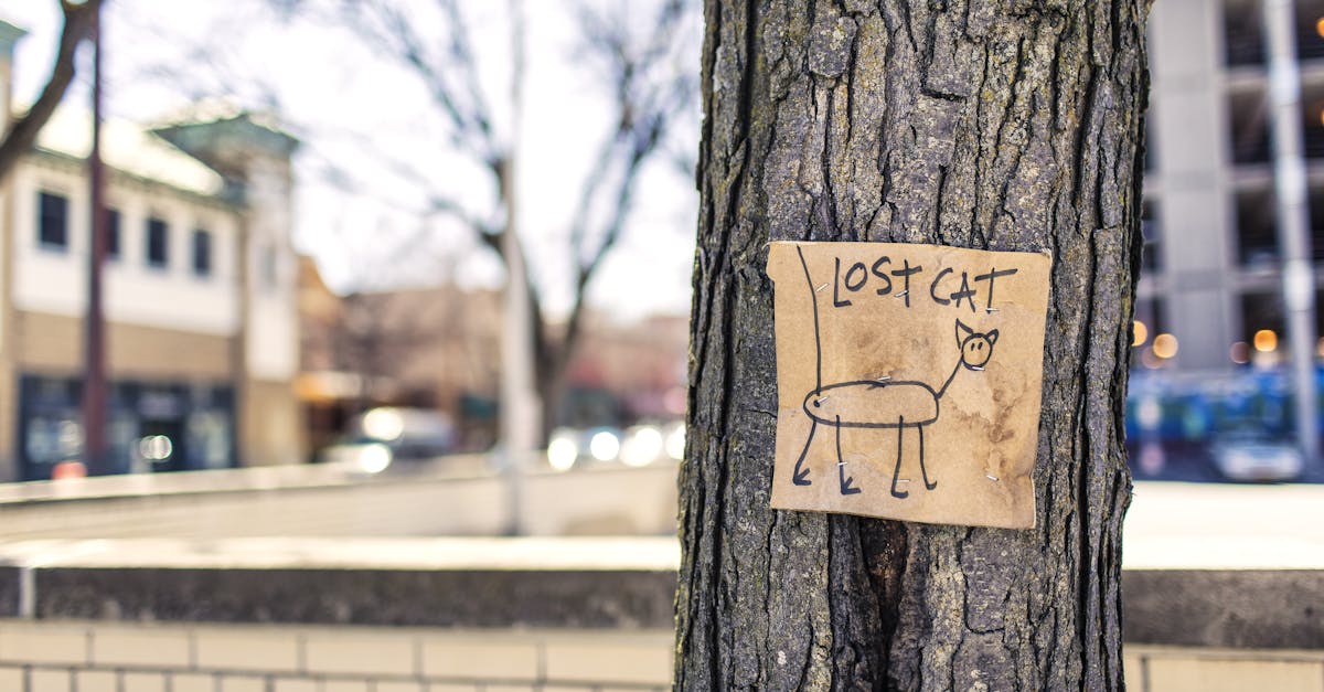 Trei copii din Bacău au fost dați dispăruți de familiile lor. Poliția solicită ajutorul populației