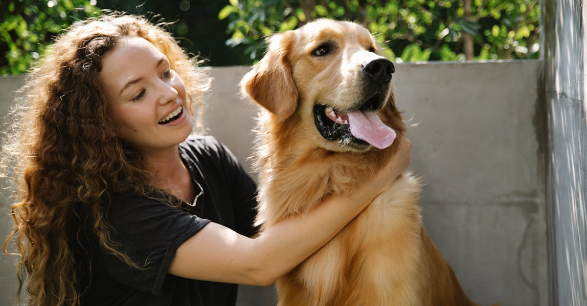 Golden Retriever: o rasă populară de câini și cum să te îngrijești de ea