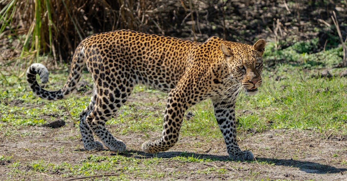 Din Budapesta pe coasta Africii: o aventură de 12.000 km cu Savu