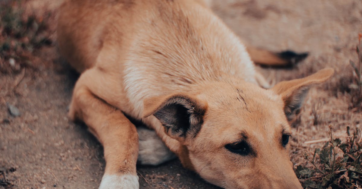 Femeie din Suceava prinsă legând un câine de mașină pentru a-l abandona
