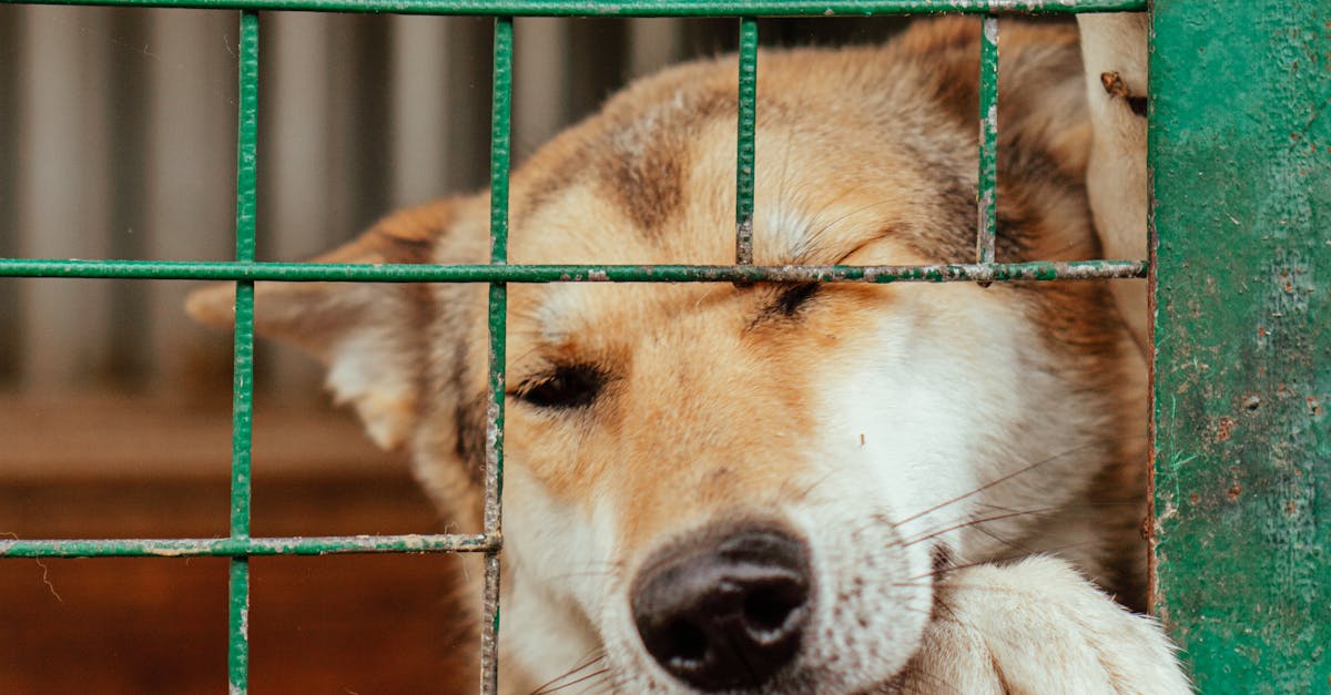 O femeie a maltratat un câine, legându-l de o mașină și târându-l până la râu