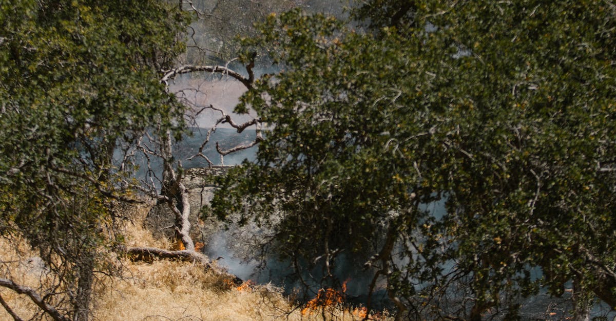 Incendiu de vegetație uscată pe DN 7, între Balomiru de Câmp și Tărtăria
