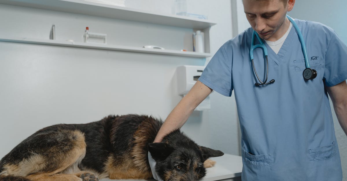 Animale descoperite în condiții inadecvate în Săcălaz, proprietar amendat
