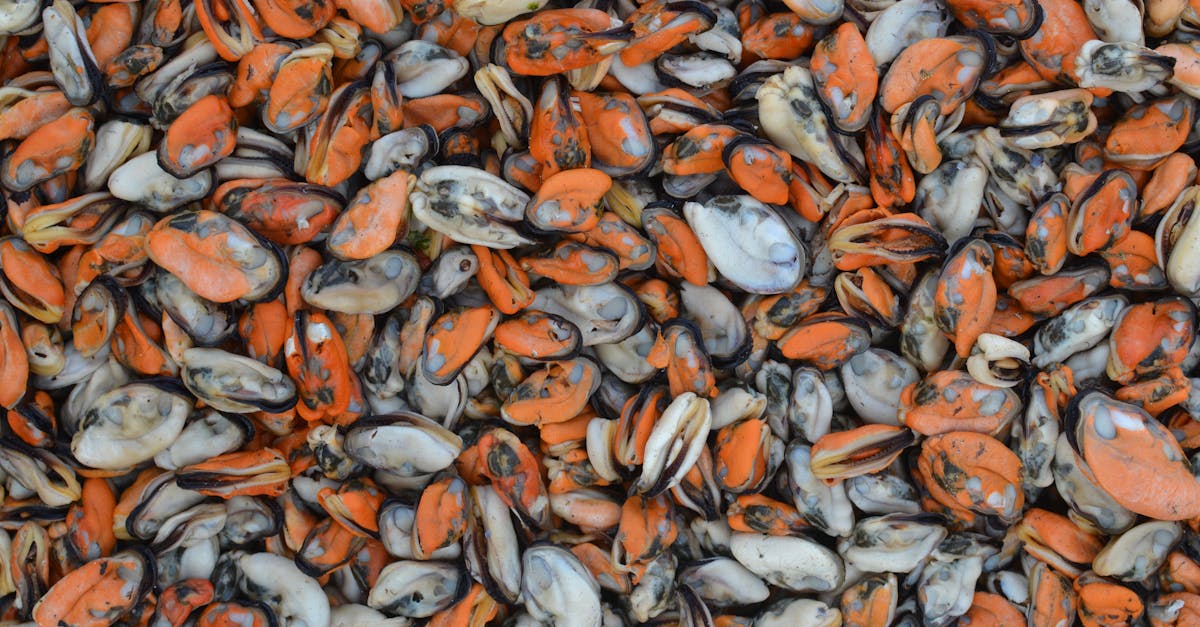 Specialiștii din Constanța cultivă scoici mediteraneene în Marea Neagră